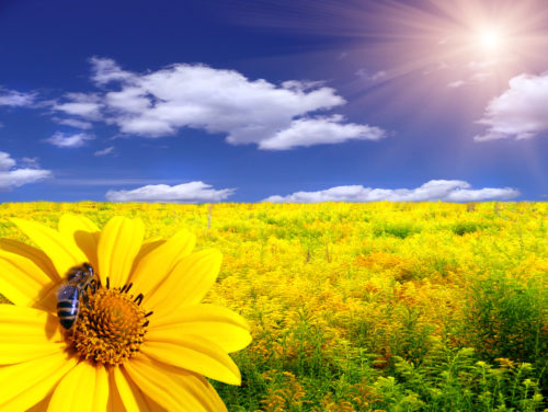 Homeopatia auttaa siitepölyallergiaan joka juontuu usein kuvassa olevien aurinkokukkien kanssa.